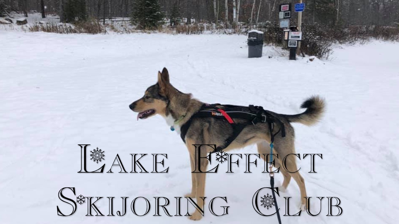 Lake Effect Skijoring Club Facebook page